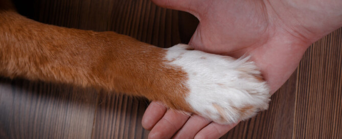 dog paw in childs hand