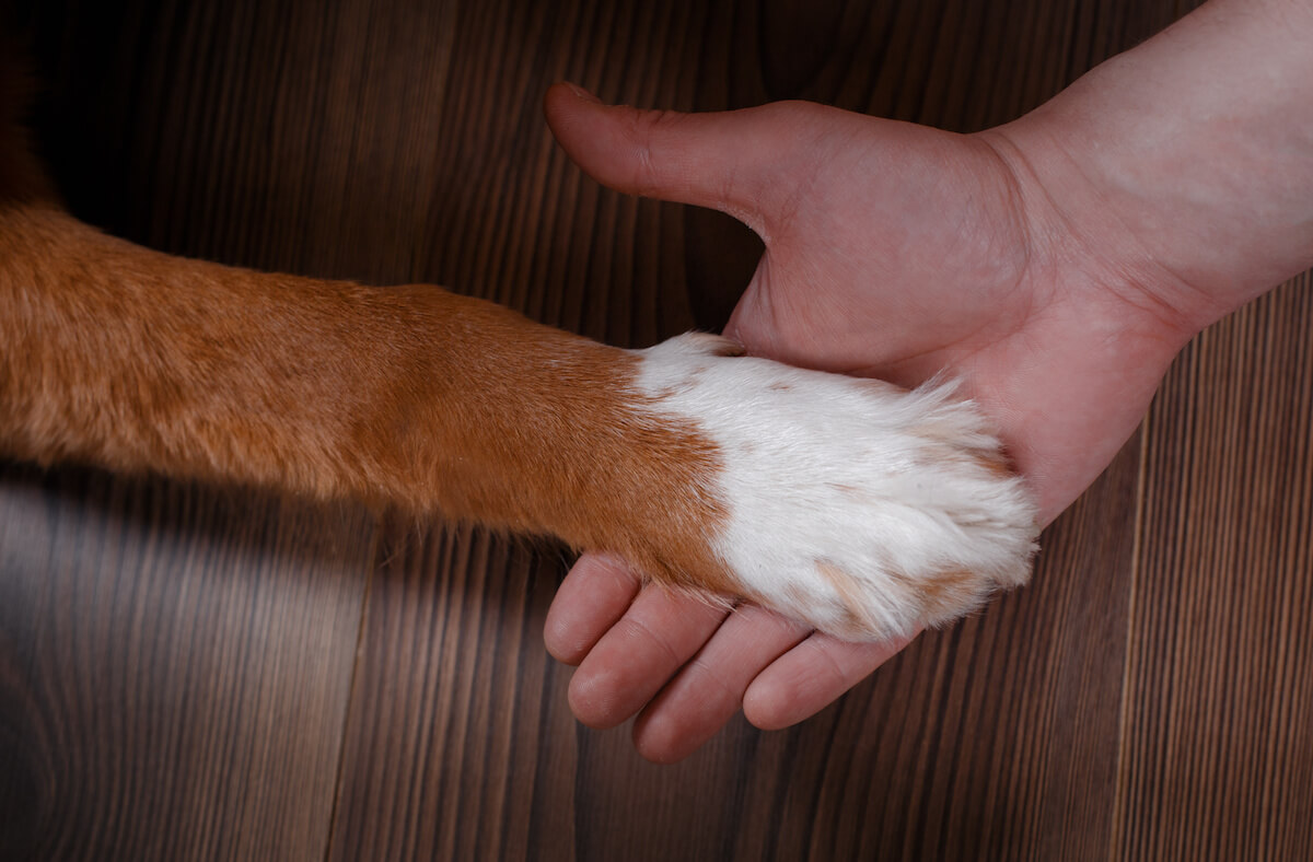 dog paw in childs hand